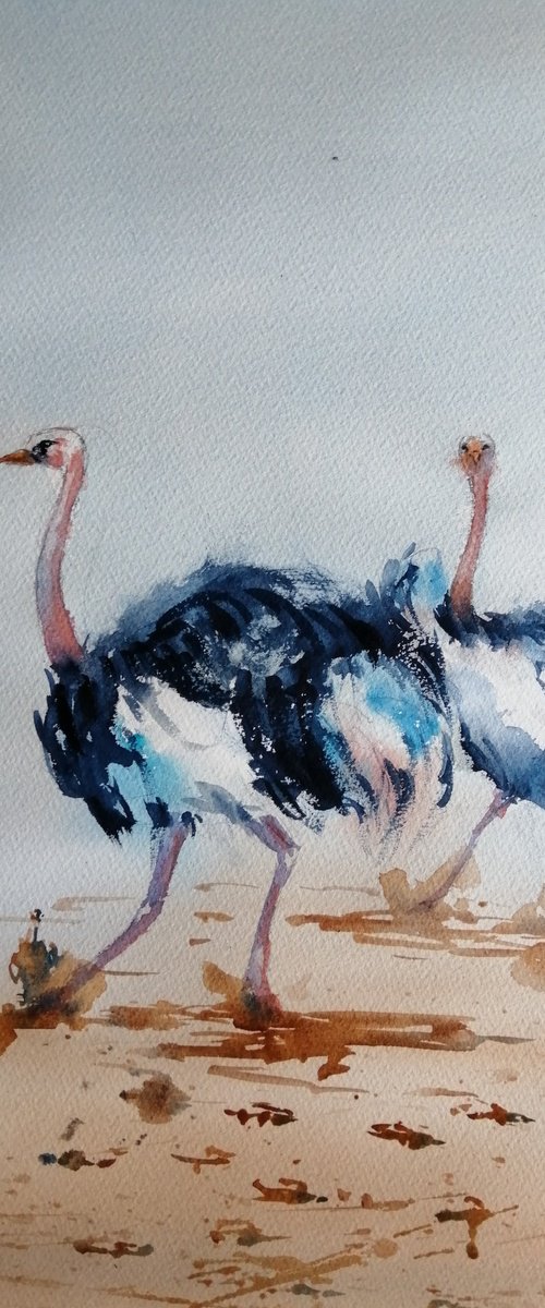 ostriches by Giorgio Gosti