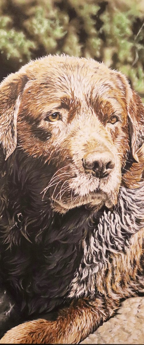 Chocolate Labrador by Julian Wheat