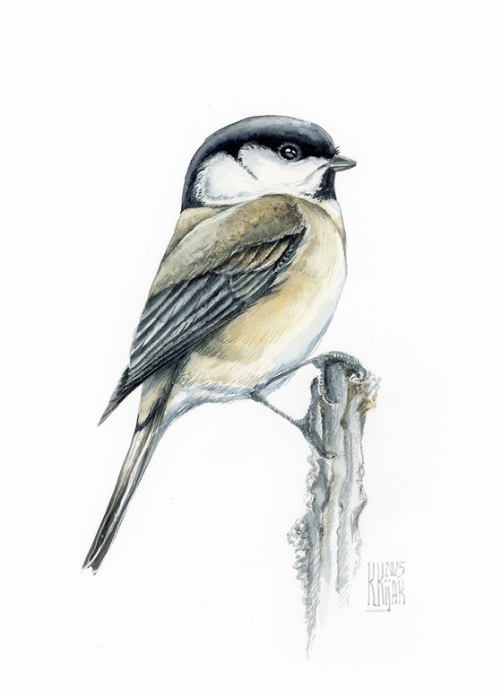 Marsh Tit