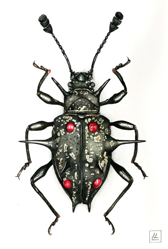 Black Bug