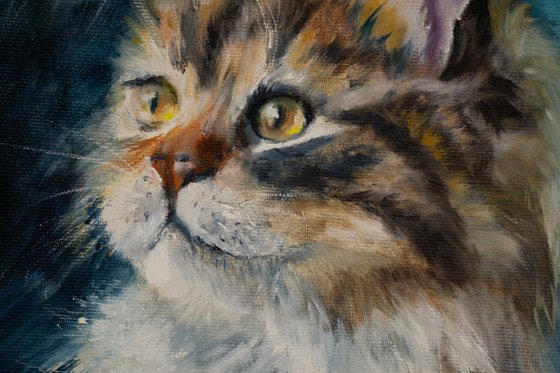 Majestic Longhair Cat