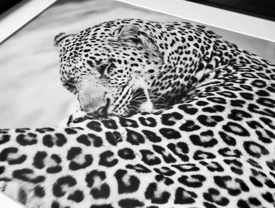 THE BIG LEOPARD
