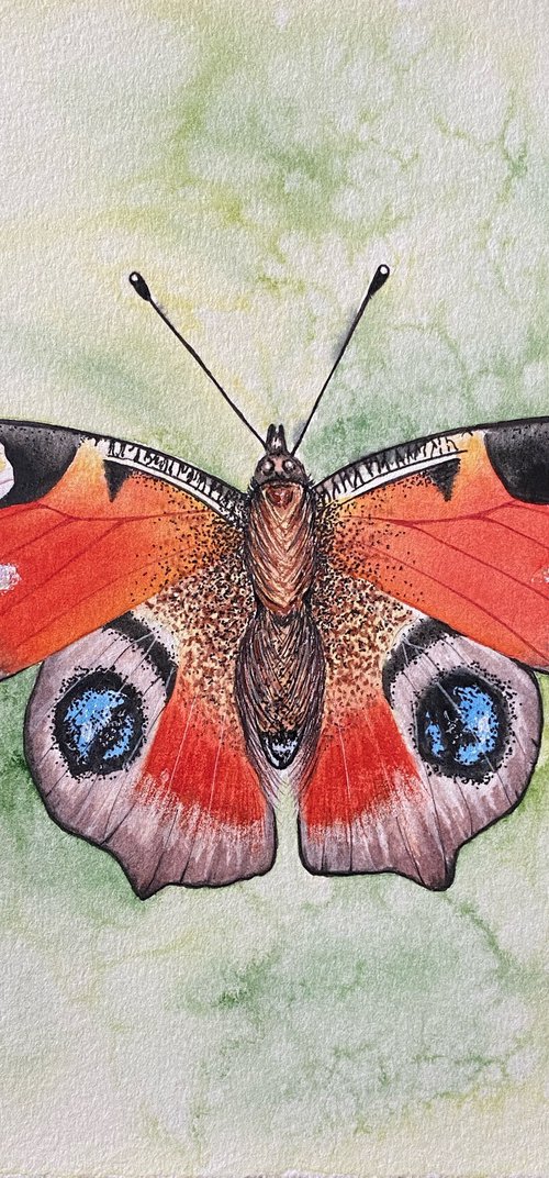 Butterfly by Tina Shyfruk
