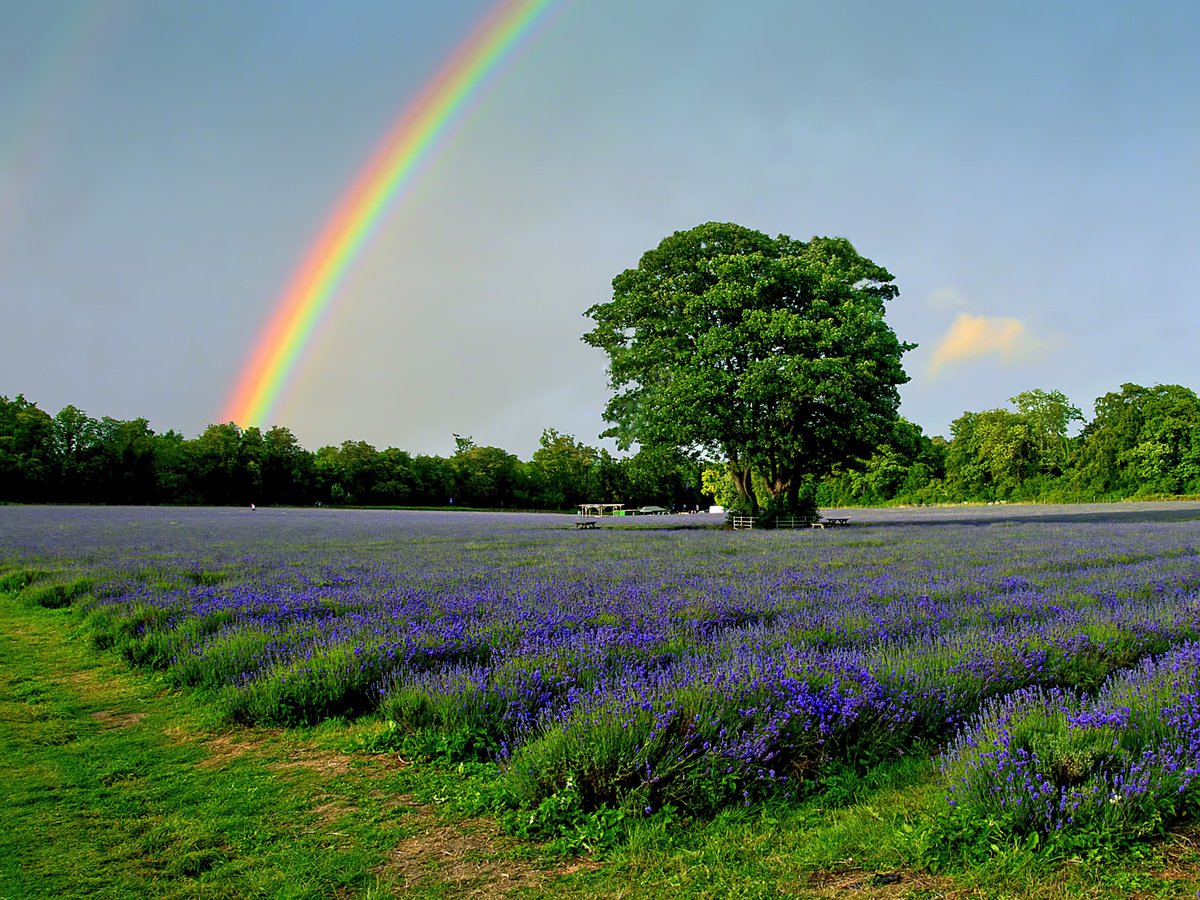 Rainbow over Lavender No 2 by Paul Englefield