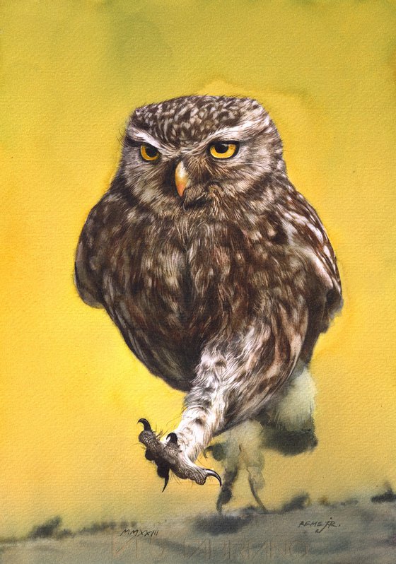 BIRD CCV - Owl