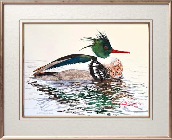 Red-breasted Merganser Male