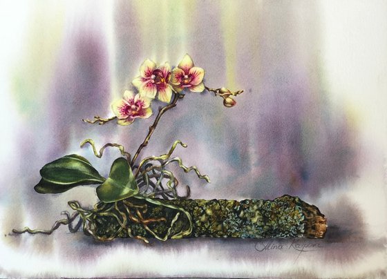 Orchid