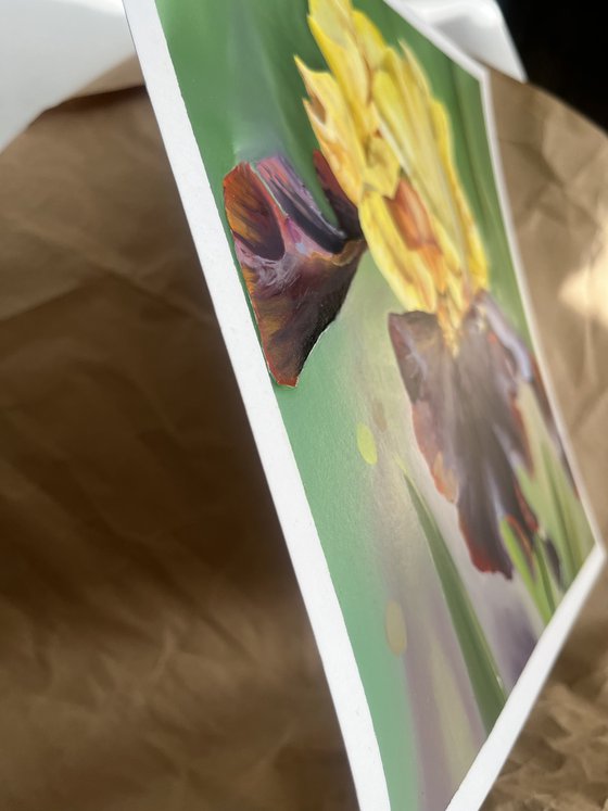 Yellow Burgundy Irises