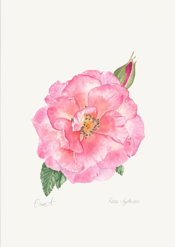 Pink Garden Rose