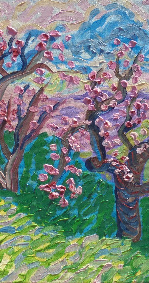 Almond trees in blossom by Kirsty Wain