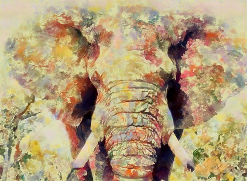 Elephant by Alistair Wells