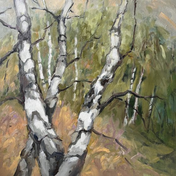 Birch Forest 1