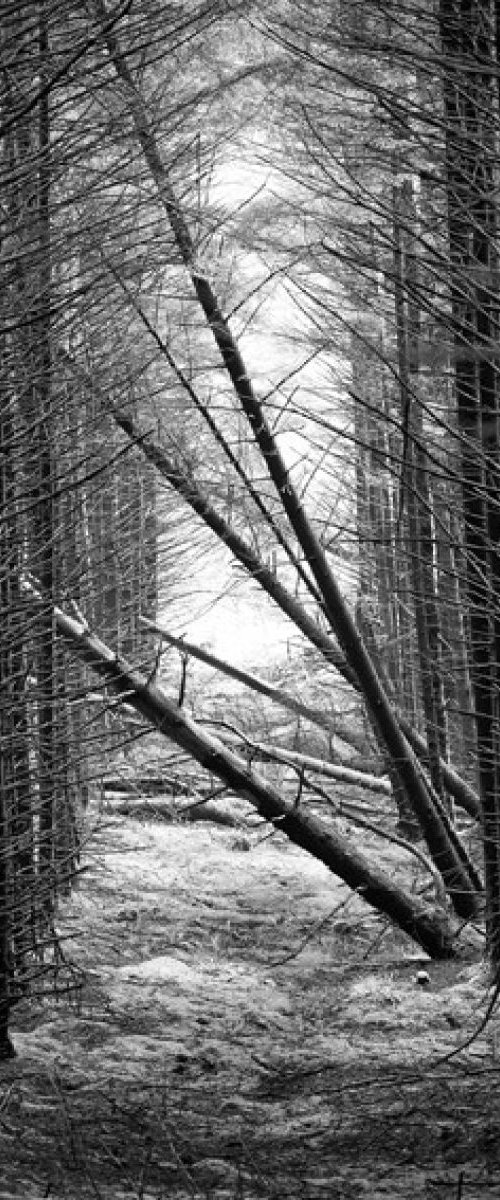 Glen Brittle Forest - Isle of Skye by Stephen Hodgetts Photography