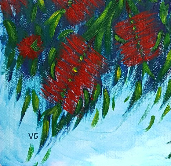 Callistemon (Bottle brushes)