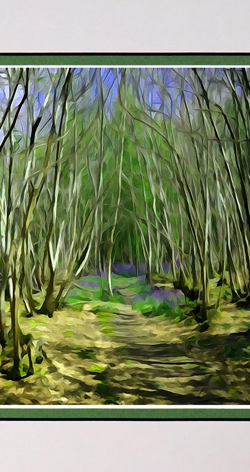 Into the Bluebell Forest 2 by Robin Clarke