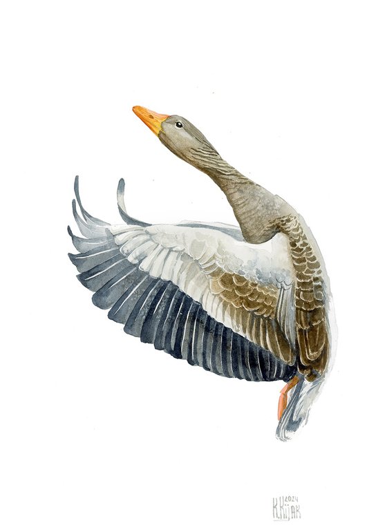 Greylag goose