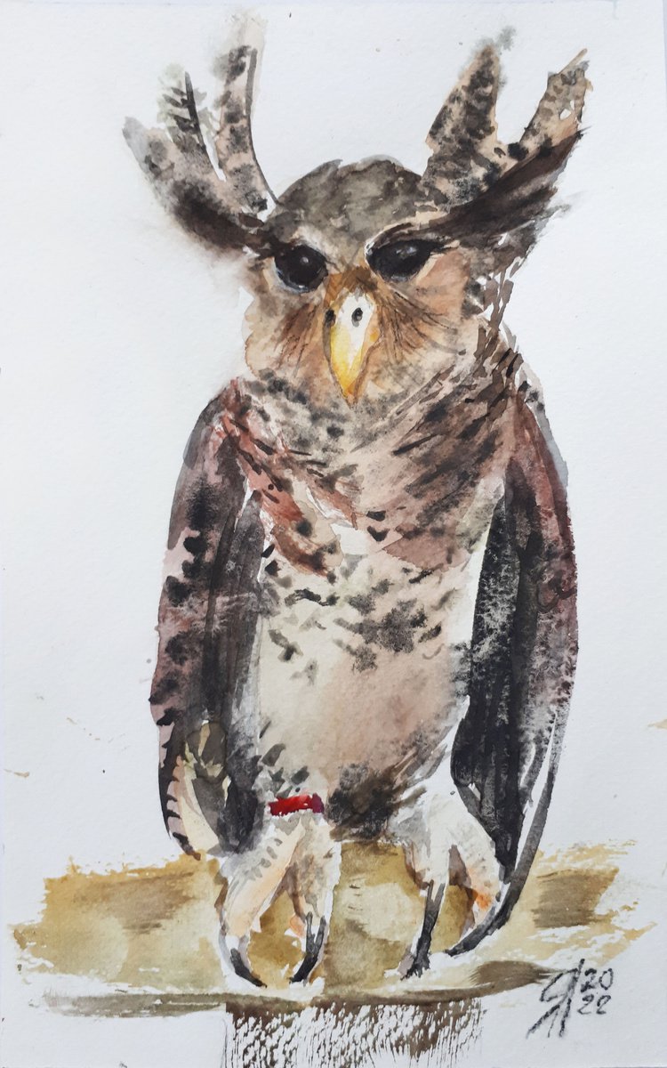 Owl II / From my a series of BIRDS / ORIGINAL WATERCOLOR PAINTING by Salana Art Gallery