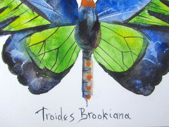 Troides Brookiana