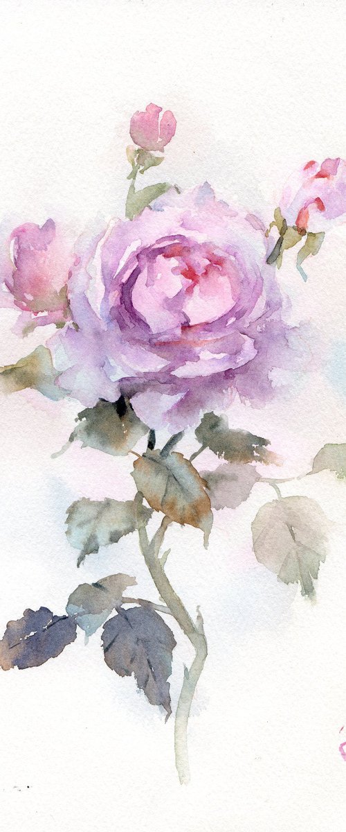Watercolor rose with buds by Yulia Evsyukova