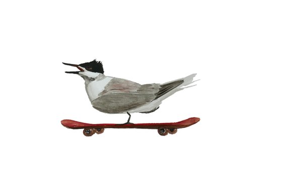 Stern on a skateboard