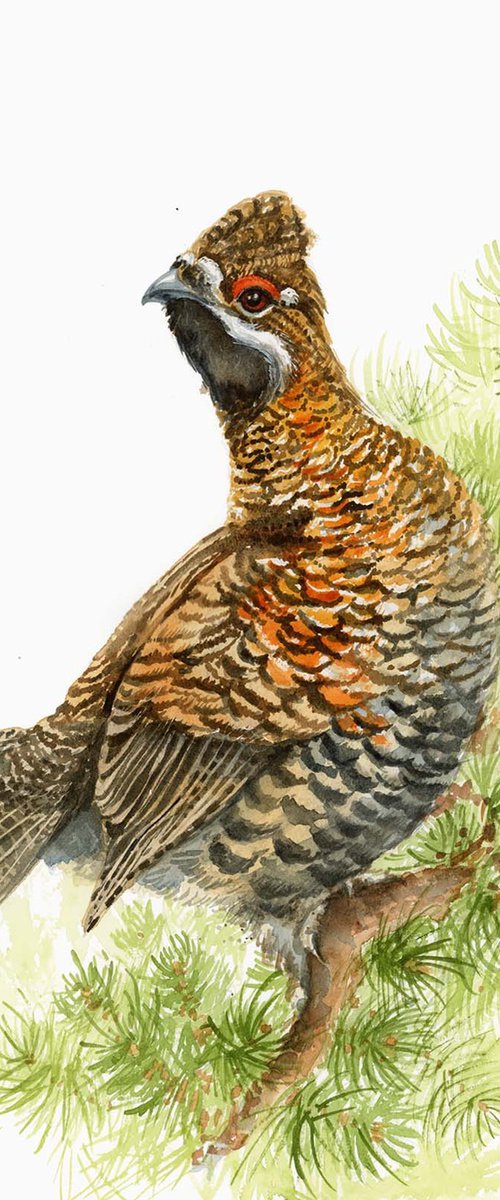 Hazel Grouse on a Pine Branch by Karolina Kijak