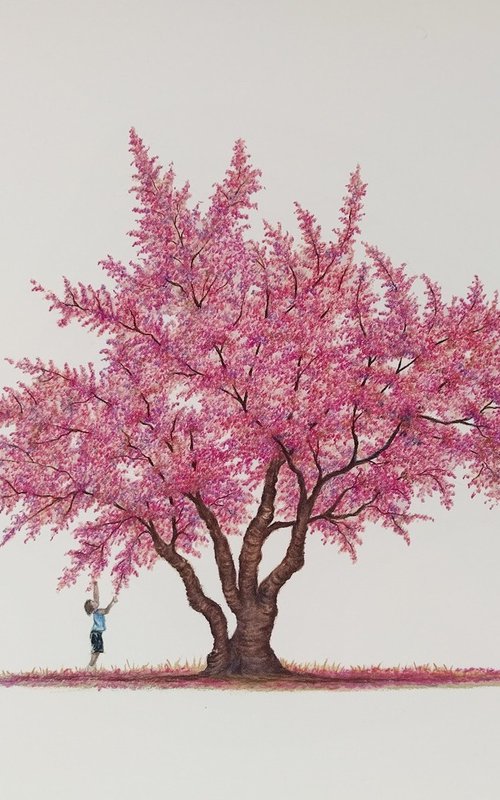 Himalayan Cherry Blossom by Shweta  Mahajan