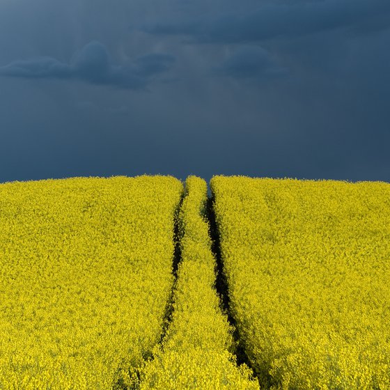 Yellow fields