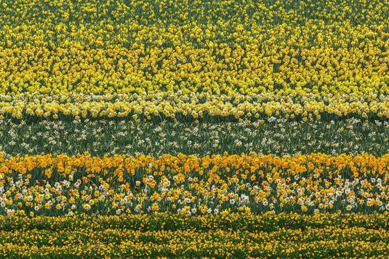 Daffodil Abstract