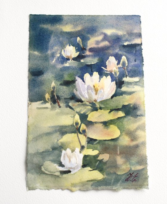 Water lilies in the pond, White flowers and green leaves