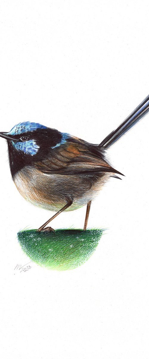 Superb Fairywren by Daria Maier