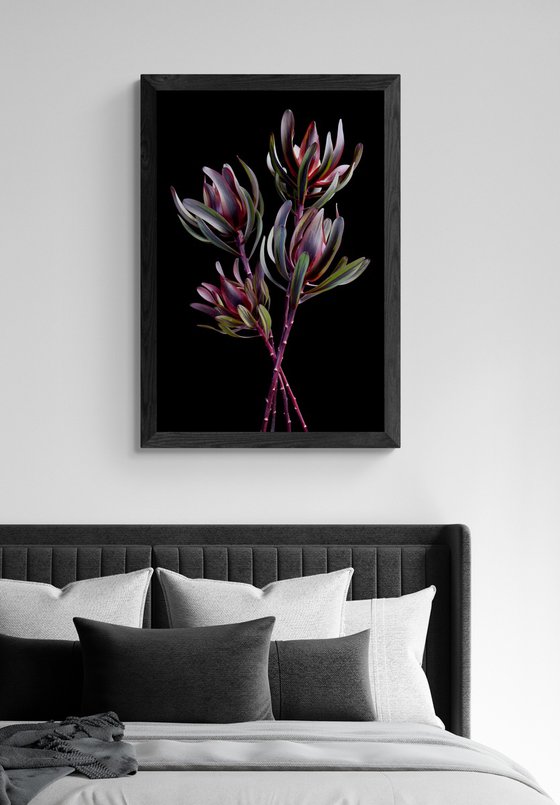 Leucadendron Salignum