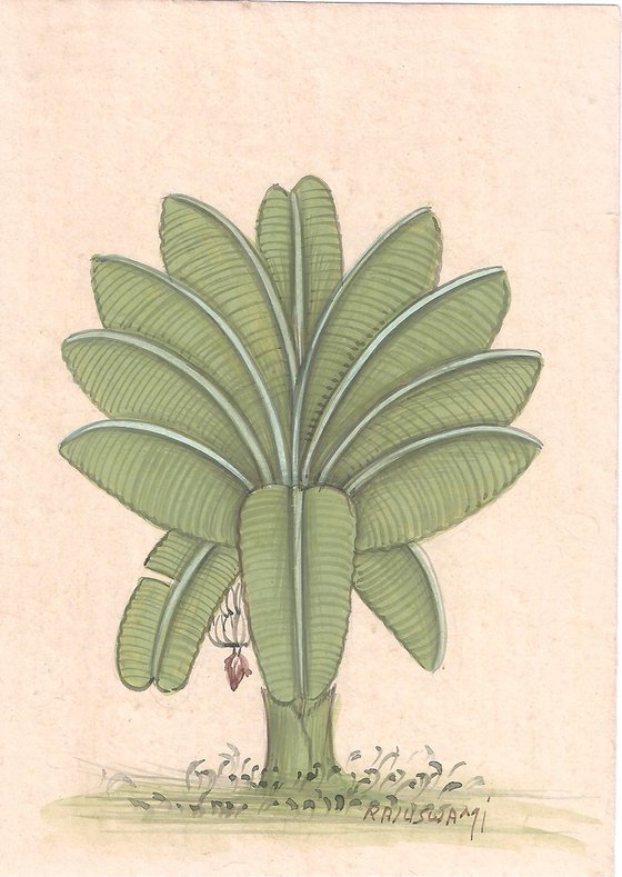 Banana Plant | Indian Miniature