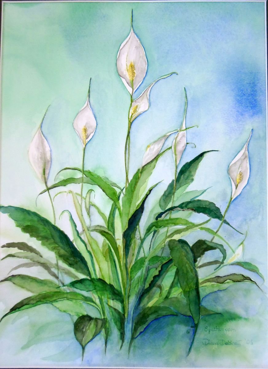 Peace Lily by Diana Dabinett