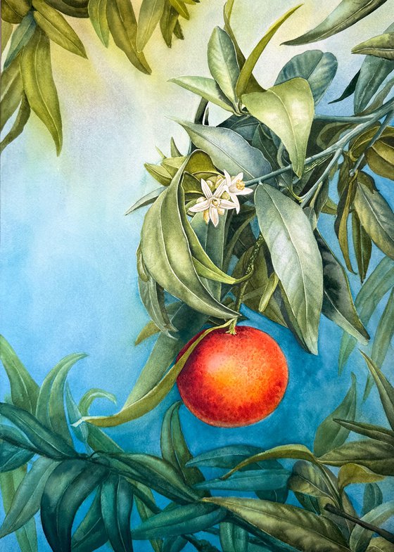 Tangerine Branch