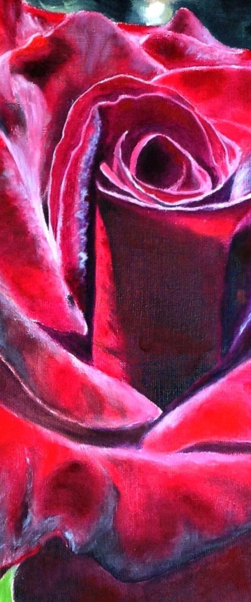 Burgundy Rose in Bloom by Liubov Samoilova