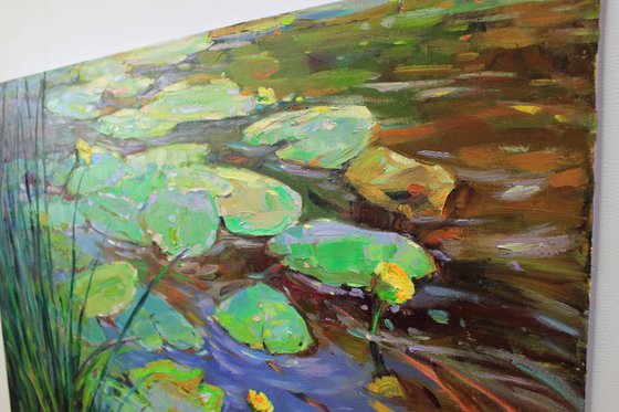 Water lilies pond