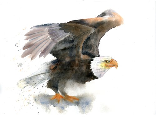 Eagle  -  Original Watercolor Painting by Olga Shefranov by Olga Shefranov (Tchefranov)