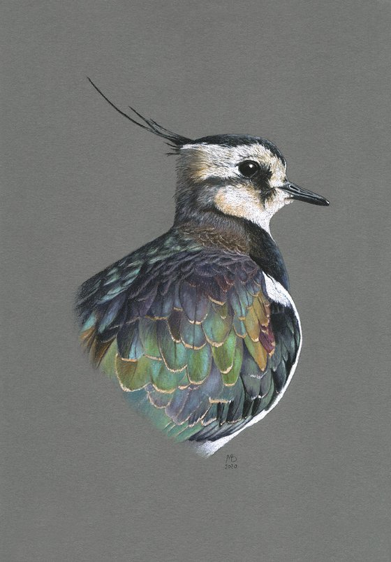 Original pastel drawing bird "Northern lapwing"