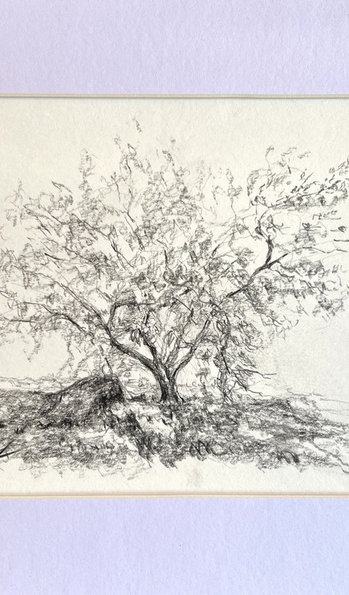 The Tree of Four Seasons by Maxence Ma