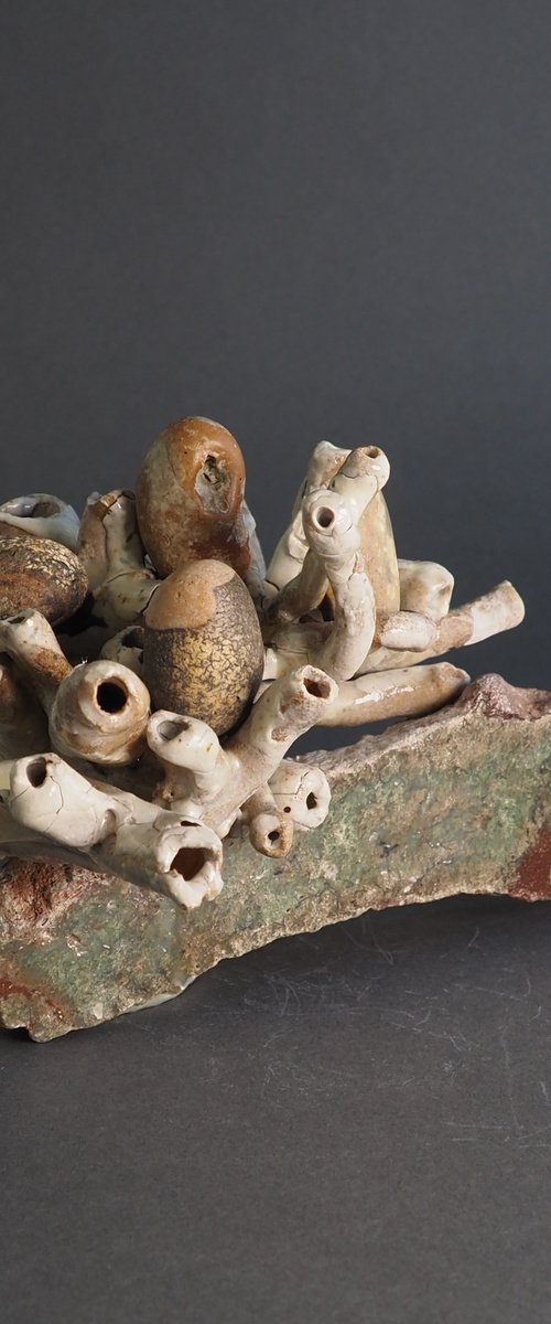 Flowers of St. Anthony by Linda Cares