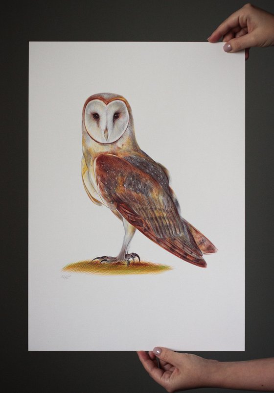 barn owl pencil drawing