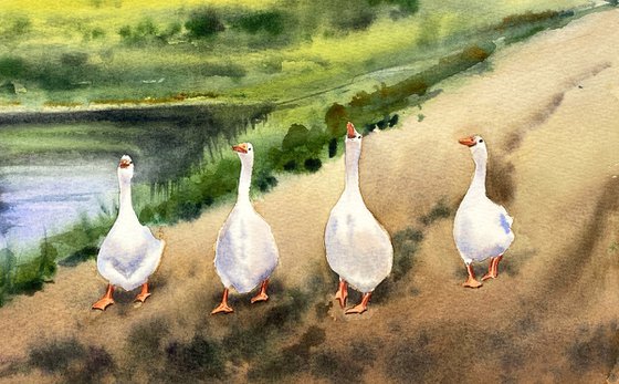 Geese on the Country Path