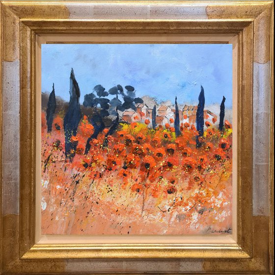 Red poppies  in Provence   6624