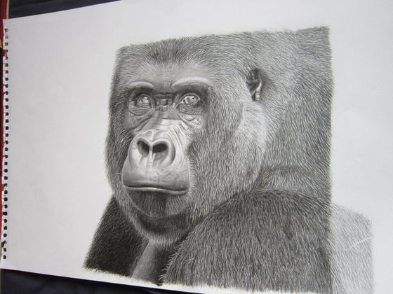 Graphite Gorilla drawing