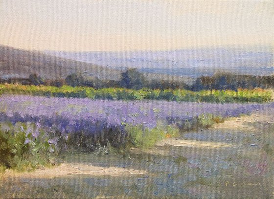 Lavender near Taulignan