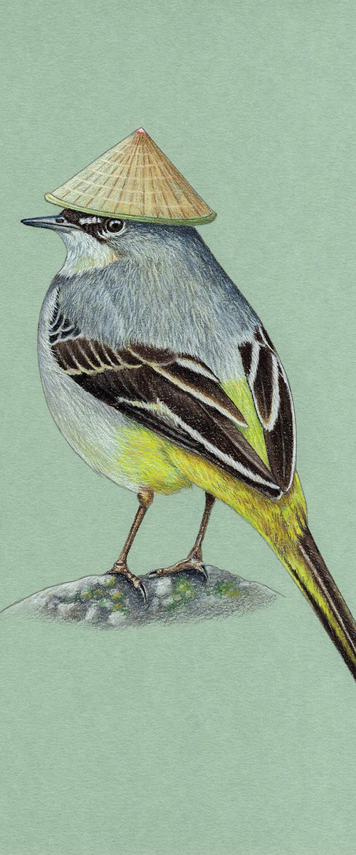 Grey wagtail by Mikhail Vedernikov