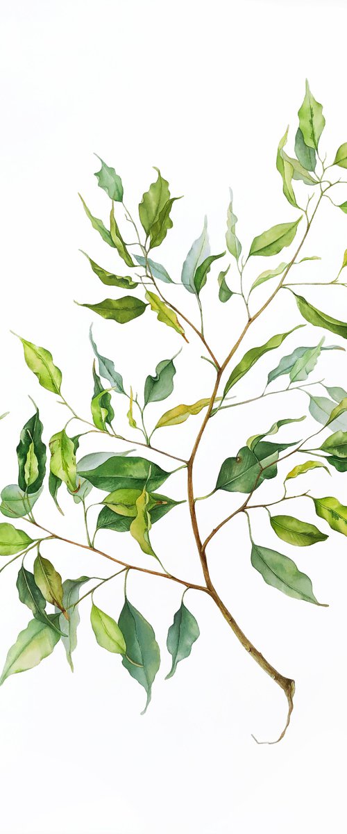 A large branch of Benjamin's ficus. Original watercolour work. by Nataliia Kupchyk