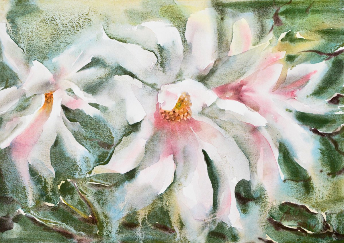 Magnolia by Lida Duchnewitsch