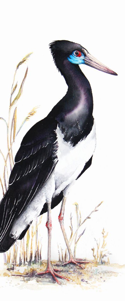 Abdim's stork,  birds, wildlife watercolours by Karolina Kijak