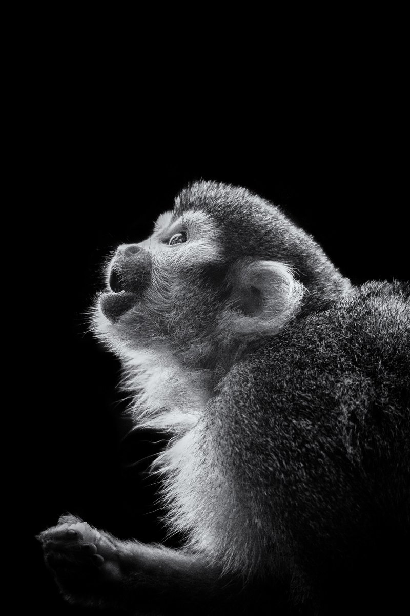 Photorealistic Photograph , Squirrel Monkey By Paul Nash, 16 X 24, Artwork For Sale On Artfinder